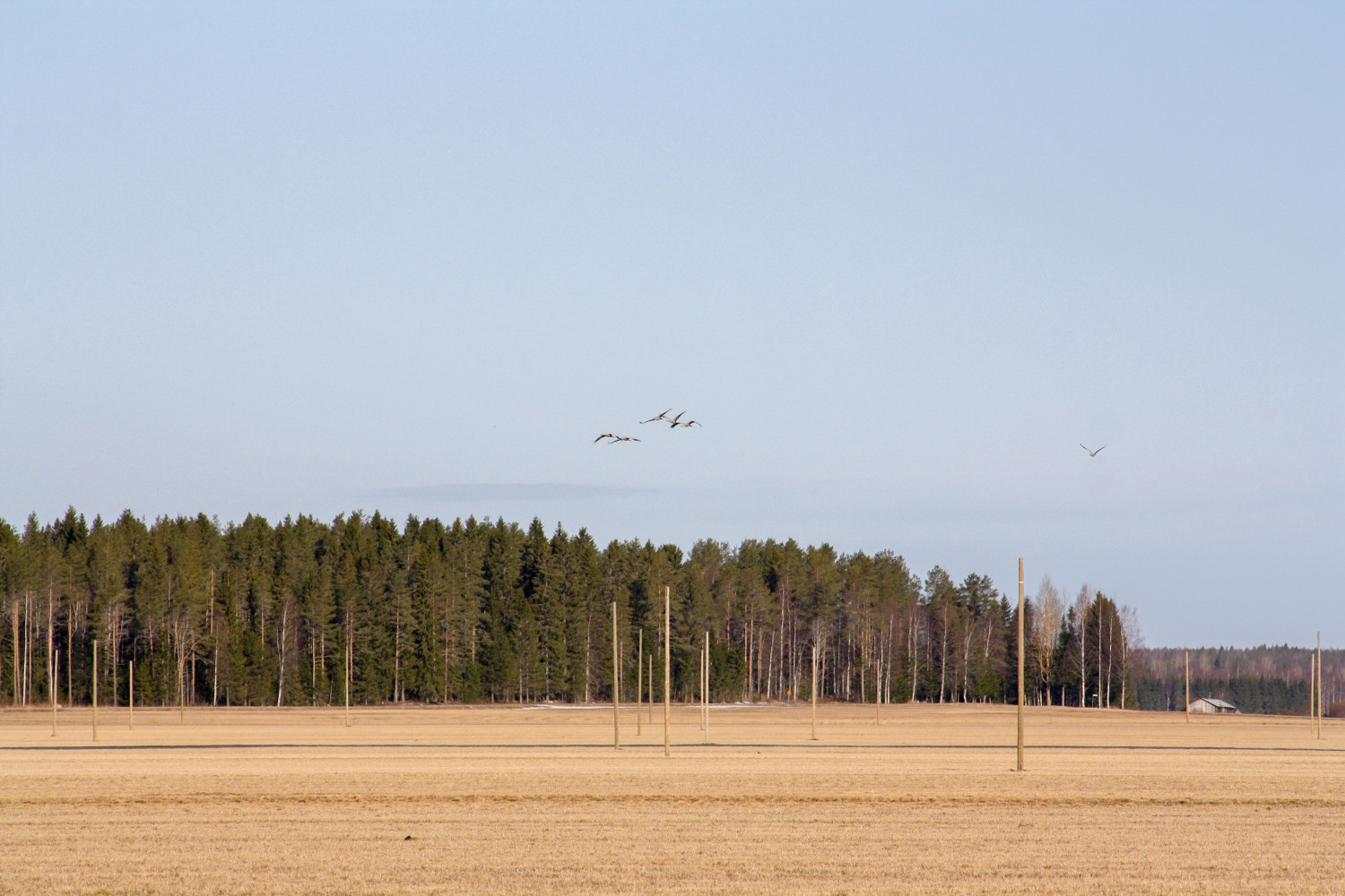 reisjärvi, pelto, srk